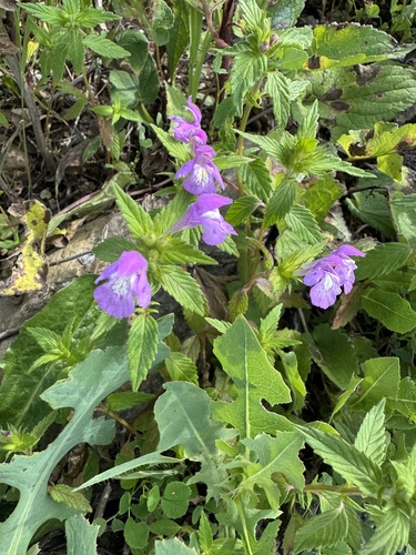 Broad-leaved Hemp-nettle