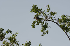 Poicephalus rufiventris