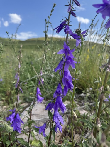 Creeping Bellflower