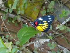 Delias henningia