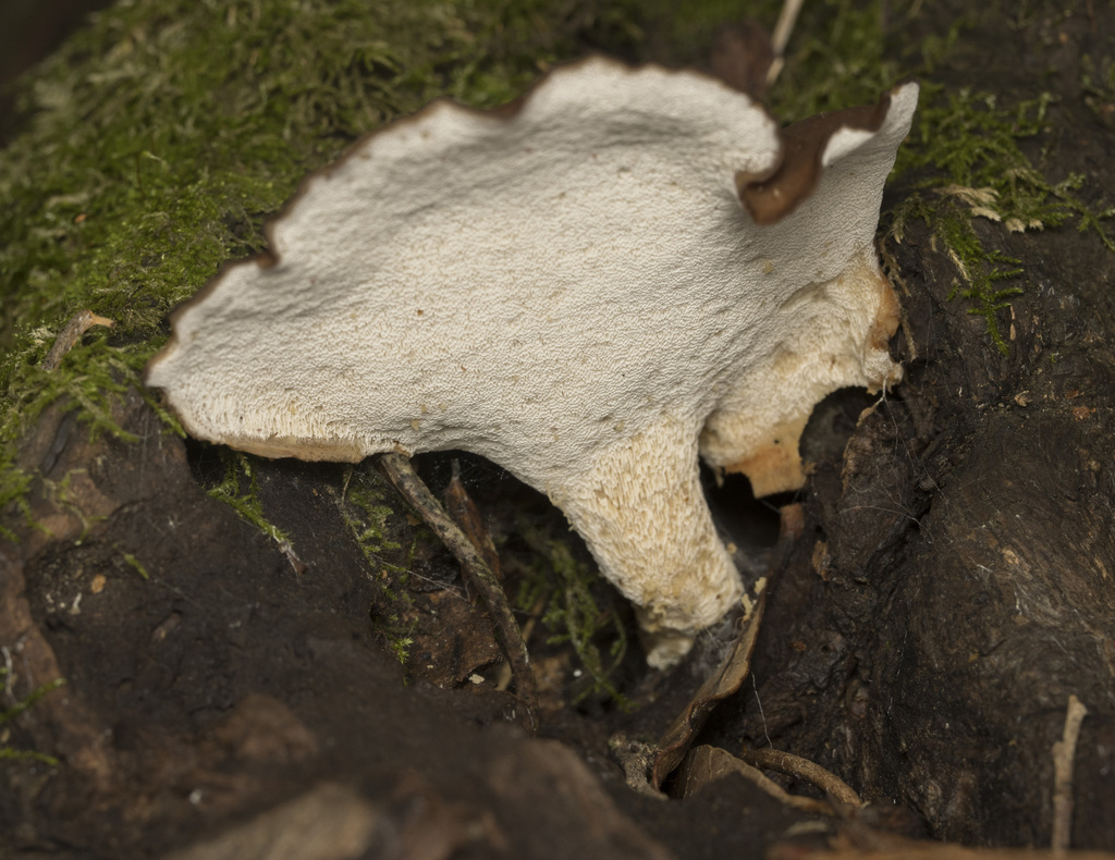 Picipes austroandinus · July 2025 · photo: © sur_endemico (iNaturalist, cc-by-nc)