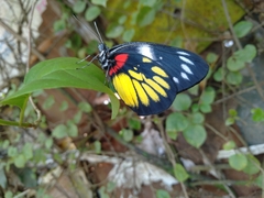 Delias henningia