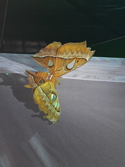 Coscinocera hercules