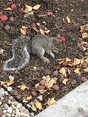 Sciurus carolinensis