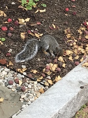 Sciurus carolinensis