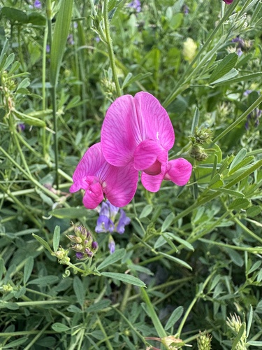 tuberous pea