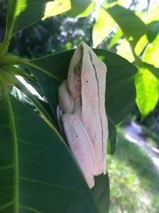 Boana multifasciata