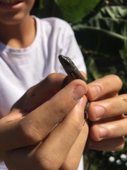 Phoenicolacerta laevis