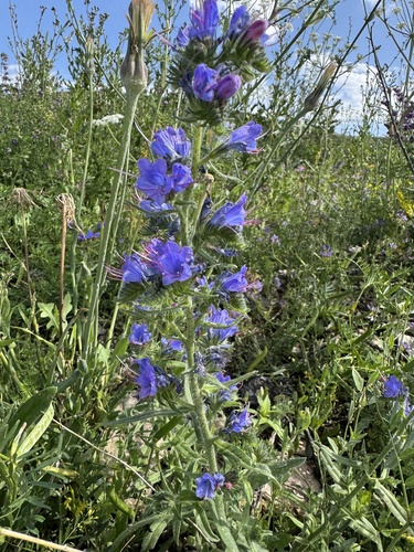 Viper's bugloss