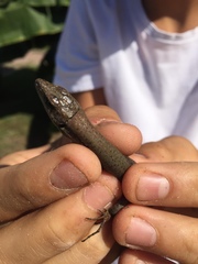 Phoenicolacerta laevis