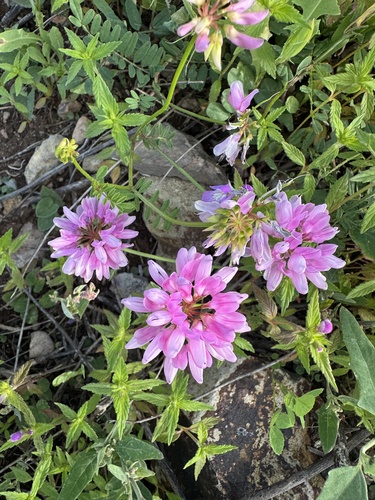 purple crownvetch