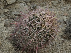 Ferocactus cylindraceus
