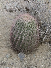 Ferocactus cylindraceus