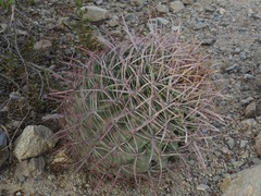 Ferocactus cylindraceus