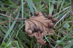 Pediaspis aceris