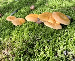 Fungi