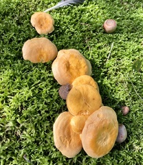 Fungi