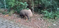 Sus scrofa moupinensis