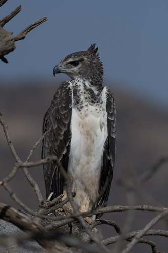 Martial Eagle