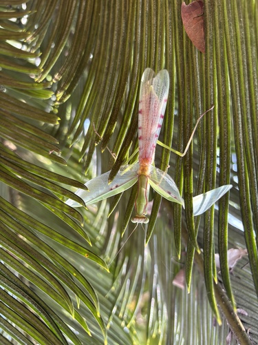 Flag Mantis