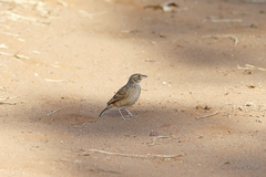 Mirafra javanica