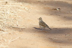 Mirafra javanica