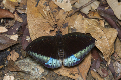 Lexias pardalis dirteana