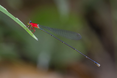 Amphicnemis gracilis