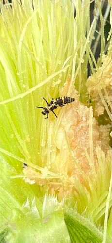 Spotted Pink Lady Beetle photographed in Iowa