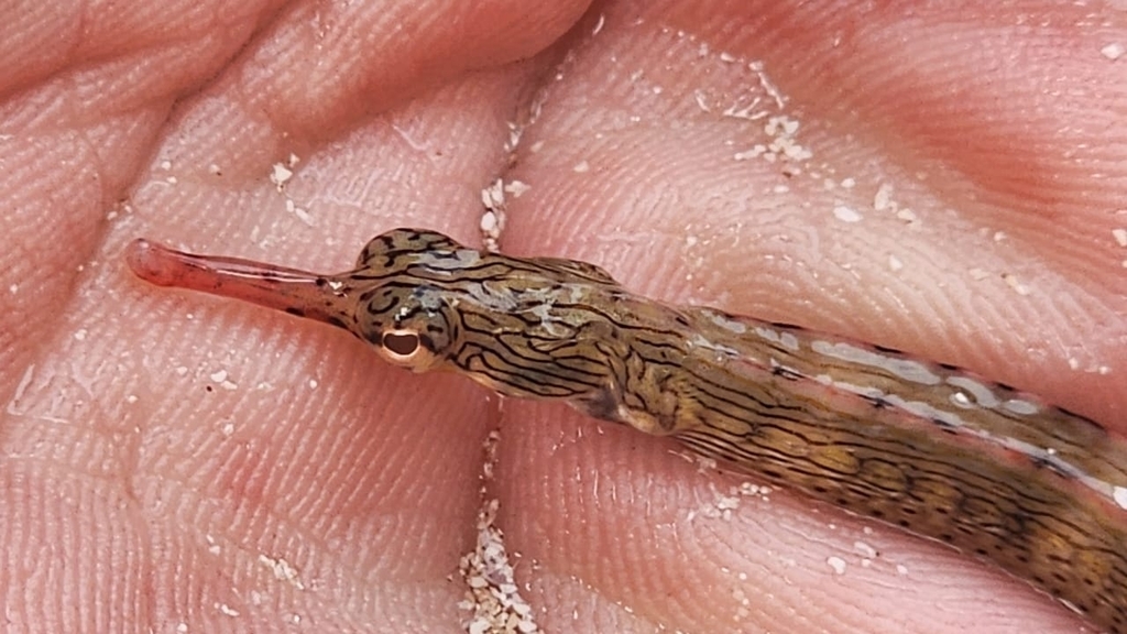 Bloodspot Pipefish
