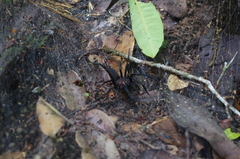 Harmonicon oiapoqueae