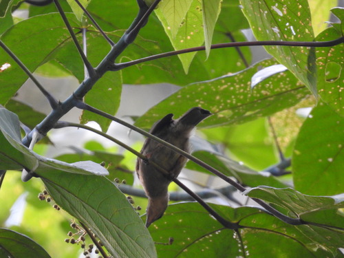 Cream-eyed Bulbul (Pycnonotus pseudosimplex), photo 8