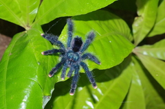 Avicularia avicularia