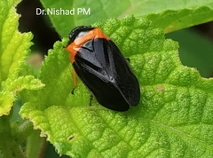Phymatostetha deschampsi