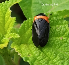 Phymatostetha deschampsi