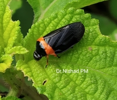 Phymatostetha deschampsi