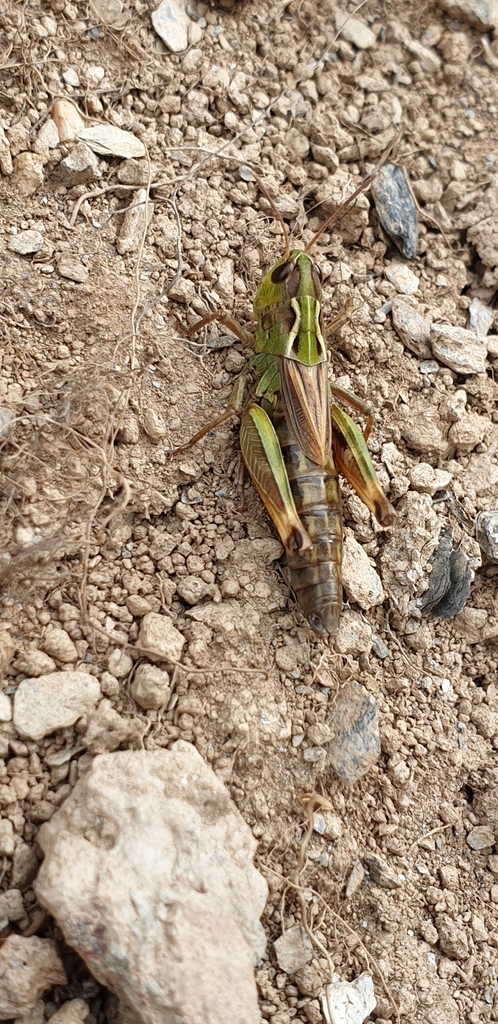 Pyrenean Grasshopper