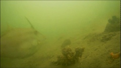 Meuschenia trachylepis