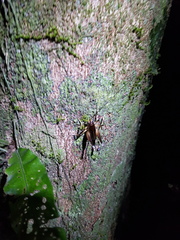 Penalva flavocalceata