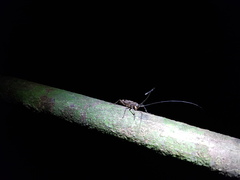 Pelargoderus rubropunctatus