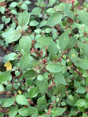 Parietaria judaica