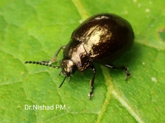 Chrysolinina