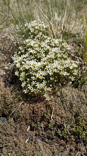 Serpentine stitchwort (Cherleria marcescens)