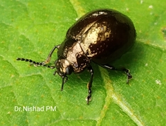 Chrysolinina