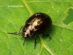 Chrysolinina