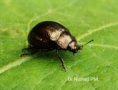 Chrysolinina