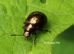 Chrysolinina