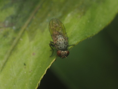 Diptera