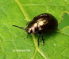 Chrysolinina