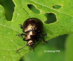 Chrysolinina